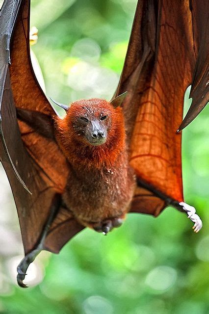 28 best images about Flying Fox Bats on Pinterest | Caves, Baby bats and The giants