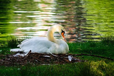 Nesting Swan | Nesting swan in the Boston Public Garden | Brian M | Flickr