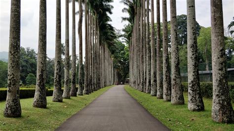 Kandy Royal Botanic Gardens : Sri Lanka | Visions of Travel