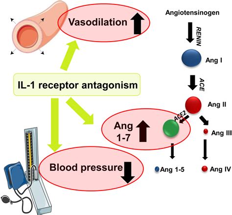 IL (Interleukin)-1 Receptor Antagonist Increases Ang (Angiotensin [1–7]) and Decreases Blood ...