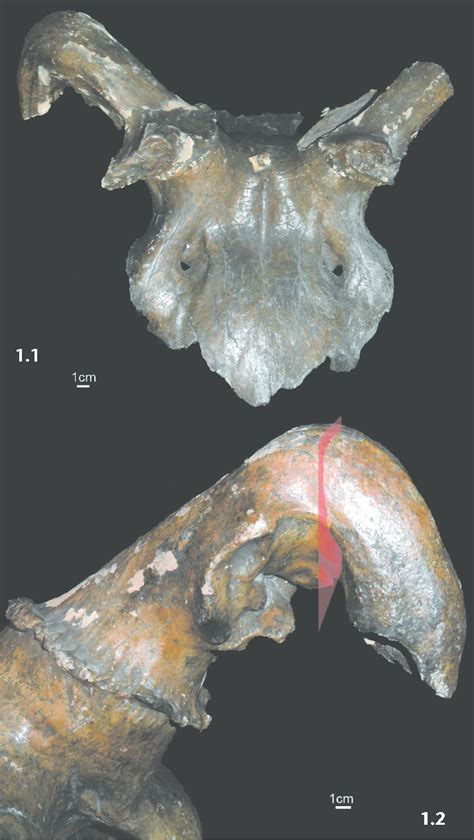 Giant deer skull. 1. frontal view. 2. back view of the boney outgrowth... | Download Scientific ...