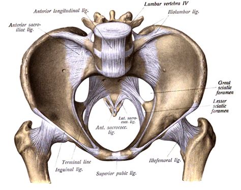 Lesser Sciatic Notch Structures : Pelvis and Thigh (Identification ...