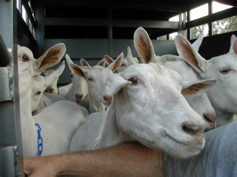 File:Saanen goats in trailer 2003.JPG - Wikimedia Commons