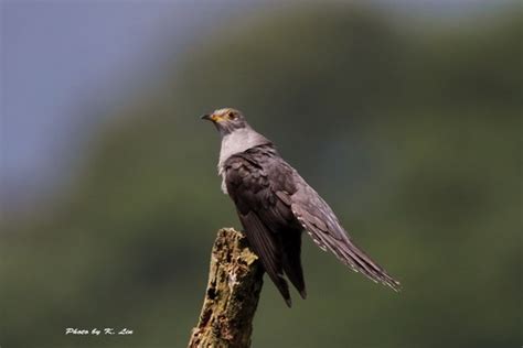 Typical Cuckoos (Genus Cuculus) · iNaturalist