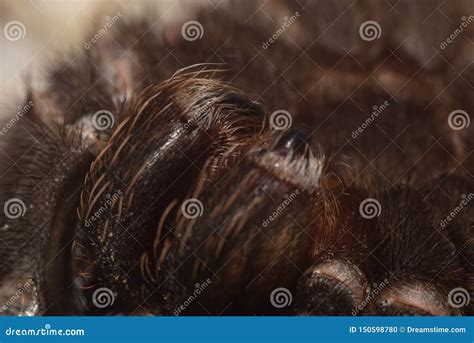 Tarantula Brachypelma Smithi Stock Photo - Image of smithi, toxic: 150598780