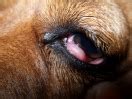 Bloodshot dog eye with small ulcer