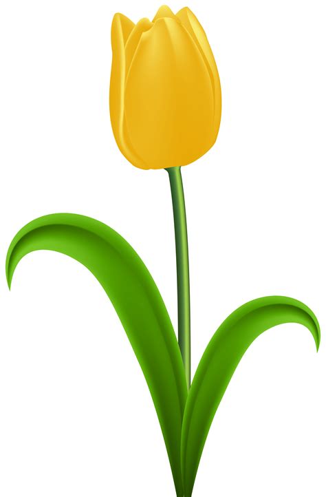 Tulip Yellow Flower Clip art - tulips png download - 5248*8000 - Free ...