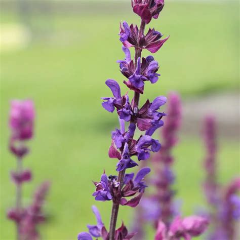 Salvia (Sage) – A to Z Flowers