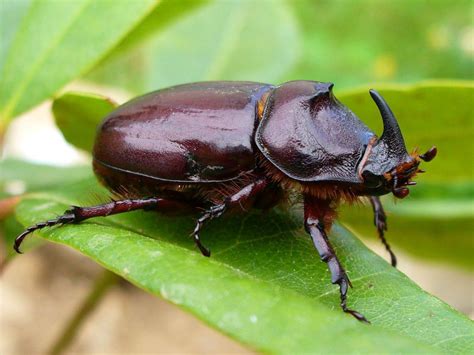 European Rhinoceros Beetle: Identification, Life Cycle, Facts & Pictures