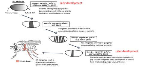 Animal Development II: Gastrulation & Organogenesis | Organismal Biology