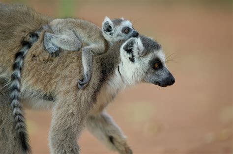 Ring-tailed Lemur Lemur Catta Baby Photograph by Cyril Ruoso