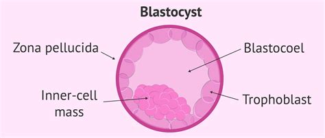 Blastocyst-stage embryo