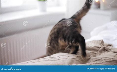 Cat Jumping from Bed To Floor at Home Stock Video - Video of room, kitten: 79808467