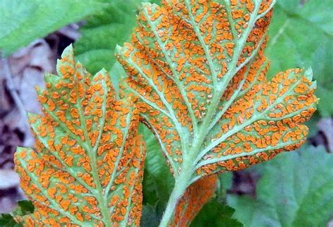 Orange Rust Management Tips for Brambles - Growing Produce