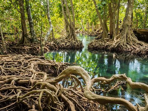 Amazing Mangroves | Britannica.com