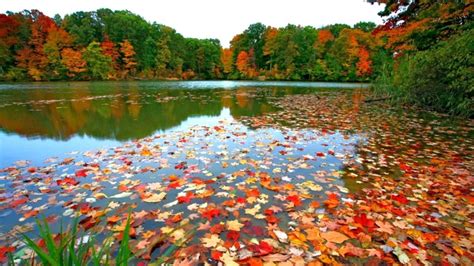 Fall Foliage Desktop Wallpapers - Wallpaper Cave