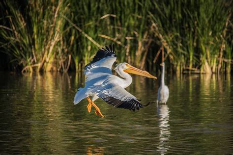 The Riparian Preserve At Water Ranch