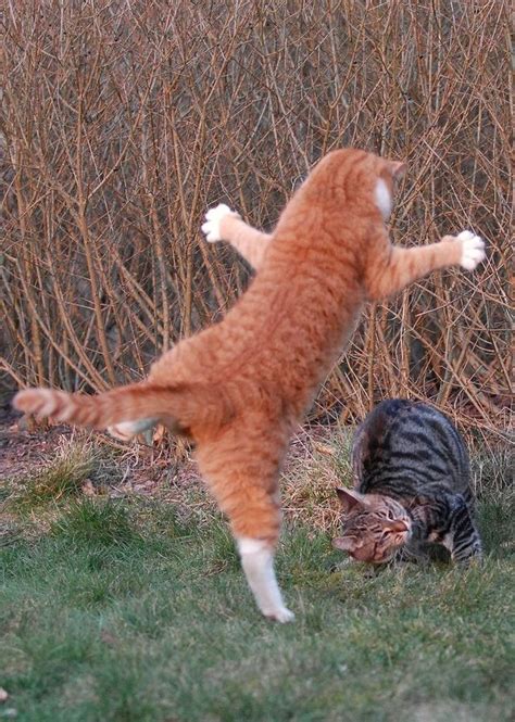 Ninja fight of two cats (17 pics) - Izismile.com