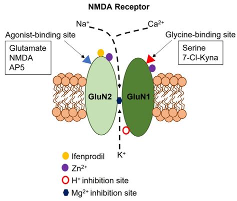 IJMS | Free Full-Text | The Emerging Role of N-Methyl-D-Aspartate (NMDA ...