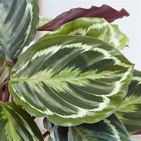 Buy The zebra plant (marantaceae) Calathea 'Medallion': Delivery by Crocus