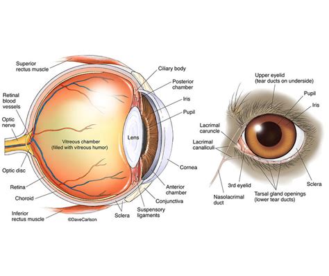 Dog Eye Anatomy | | Carlson Stock Art