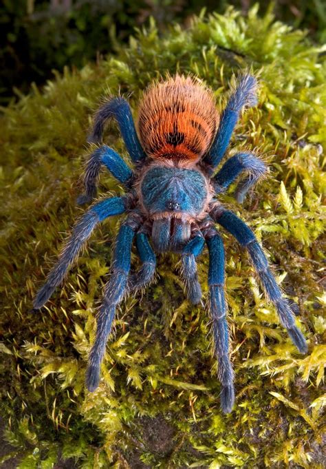 TARANTULAS: Alive And Up Close: Burrowing and Terrestrial Tarantulas