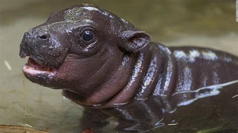 Pygmy hippo was born at the San Diego Zoo, the first in over 30 years - CNN