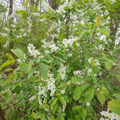 Alder Buckthorn (Rhamnus frangula) plants from R J Trees and Hedging