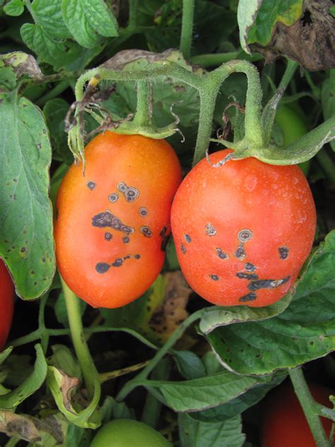 Bacterial Spot of Tomato | Purdue University Vegetable Crops Hotline