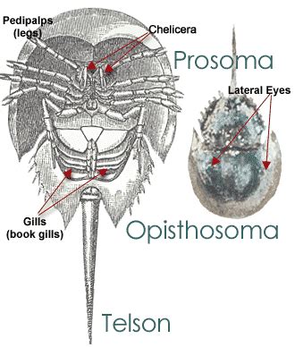 Horseshoe Crab Anatomy