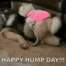 Happy Hump Day GIFs - 100 Animated Greeting Cards For Free