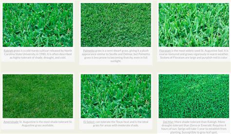 Types Of St Augustine Grass UK Store | www.pinnaxis.com