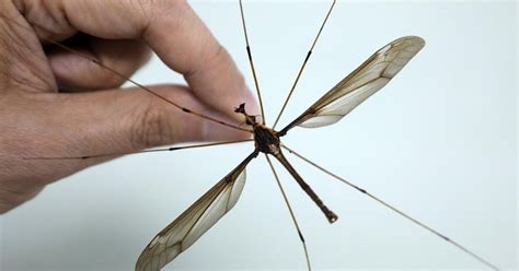 See the scary GIANT mosquitoes found in China ~ DNB Stories