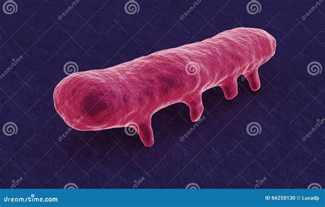 Under the Microscope, Salmonella Bacterium Stock Illustration ...