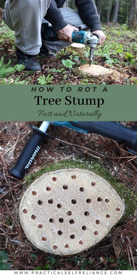 How to Rot a Tree Stump Fast — Practical Self Reliance