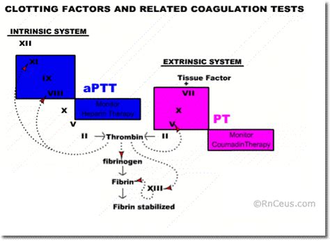 Blood Clotting Factors Table | Brokeasshome.com