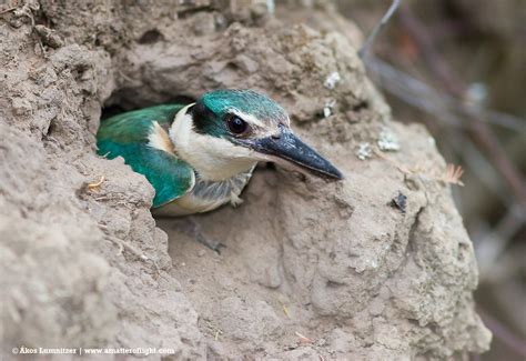 Kingfisher Habitat - Where Do Kingfishers Live? - Bird Baron