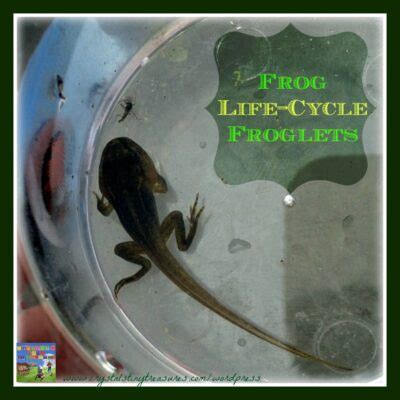 FROG LIFE CYCLE 3 - FROGLETS