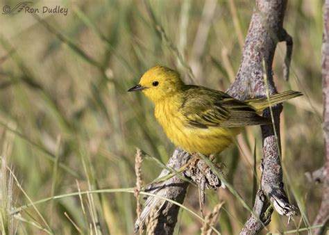 Yellow Warblers From Yesterday Morning In The Mountains – Feathered ...