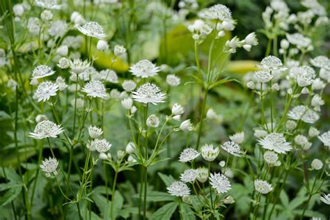 The Best Shade-Loving Plants - gardenersworld.com