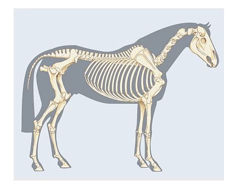 Horse skeletal parts Quiz