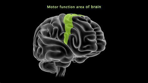 Motor Cortex Function and Location