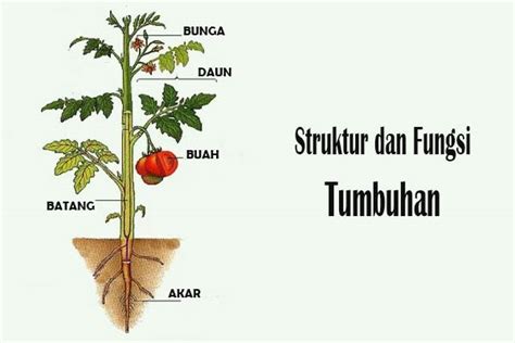 Struktur dan Fungsi Tumbuhan