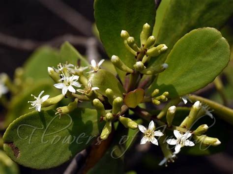 Lumnitzera racemosa - Black Mangrove