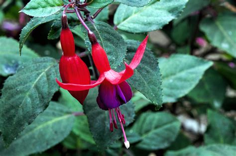 Fuchsia Flowers Free Stock Photo - Public Domain Pictures