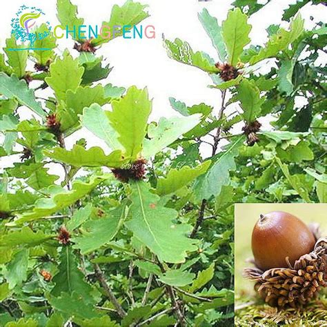 On Sale Heirloom 10pcs Seeds Oak Tree Seeds Small Seed After Processing Quercus Alba Acorns ...