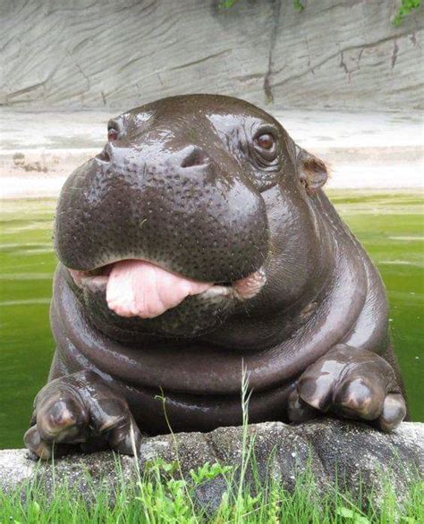 Super cute baby hippo that will grow into massive badass 😂 : aww