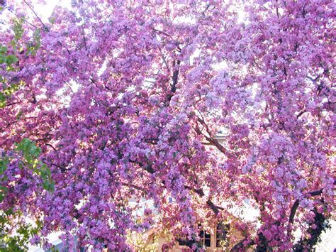 Apple Tree Pictures: Photos, Images of Apple Trees