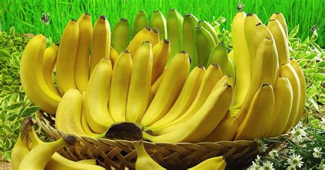 Jual Bibit Pisang Cavendish 50cm | Jual Bibit tanaman dan Buah