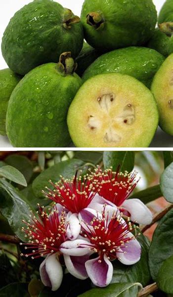 Pineapple Guava Tree | Ison's Nursery & Vineyard